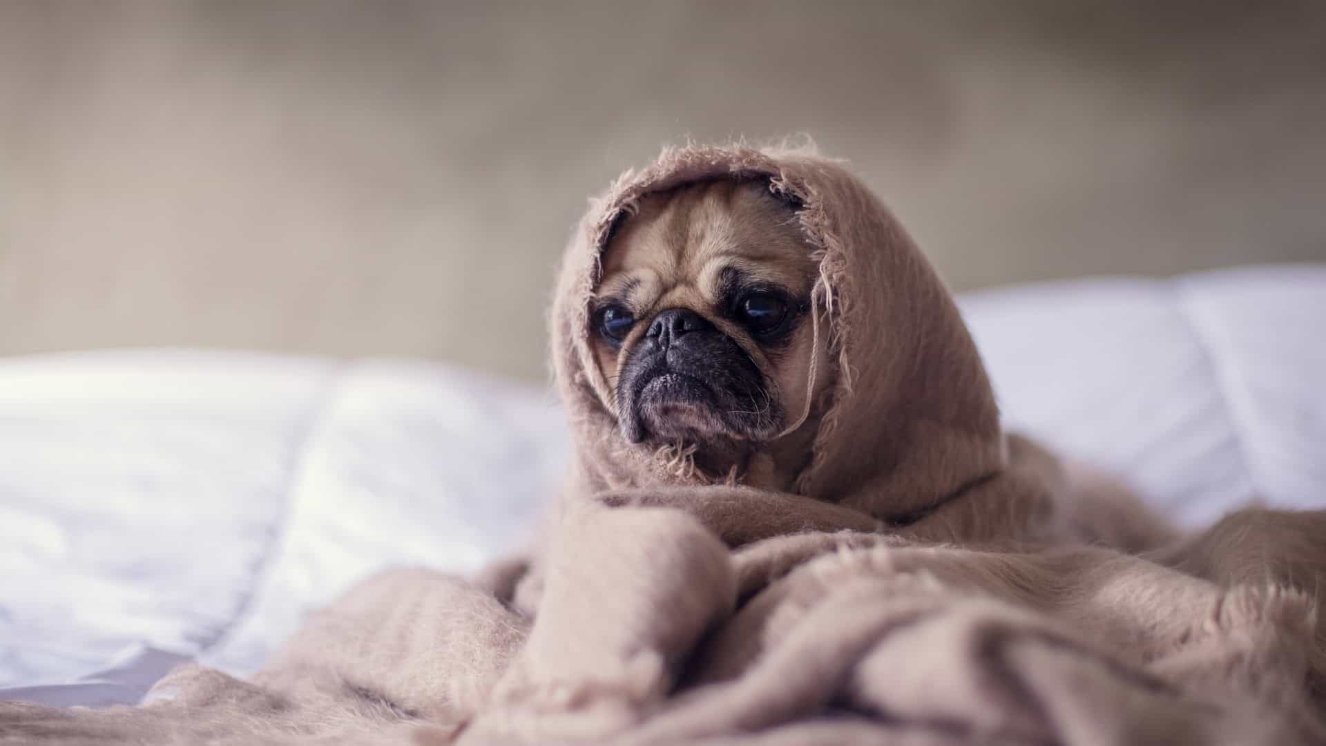 Why Two Thin Blankets Are Warmer Than One Thick Blanket Jontic